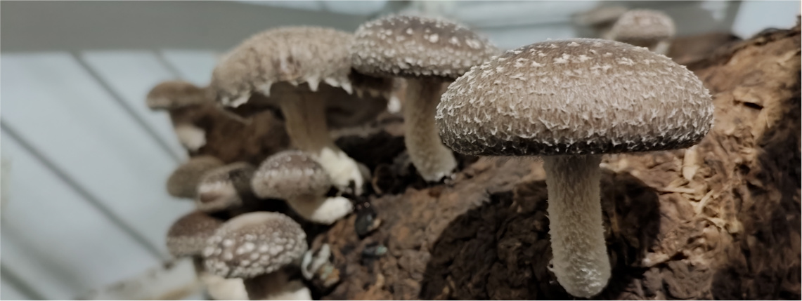 Zbliżenie na szare grzyby shiitake wyrastające z podłoża.