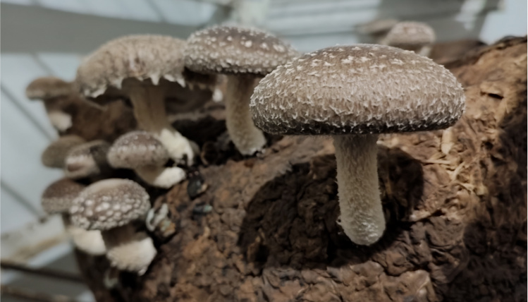 Pan Marek Strojs jest producentem grzybów shiitake i boczniaków Zbliżenie na szare grzyby shiitake wyrastające z podłoża.