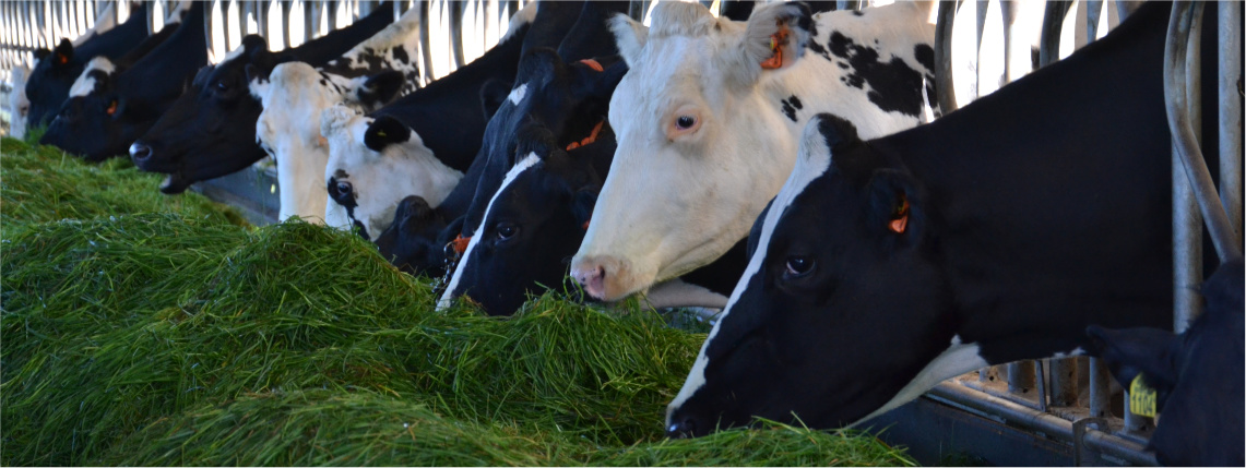 W zagrodzie znajdują się krowy mleczne. Widać ich wystawione głowy przez barierkę, jedzące zieloną paszę.