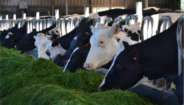 W zagrodzie znajdują się krowy mleczne. Widać ich wystawione głowy przez barierkę, jedzące zieloną paszę.