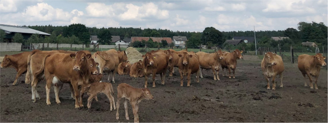 Pochmurny dzień. Stado krów stoi na błotnistym podłożu.