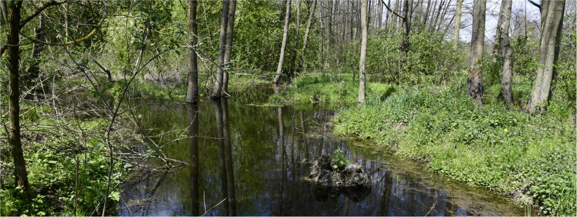 Słoneczny dzień. W lesie, między drzewami, jest wypełniony wodą kanał melioracyjny.