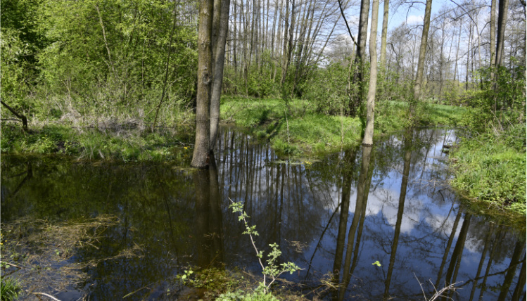 Słoneczny dzień. Rów melioracyjny w lesie wypełniony jest wodą.