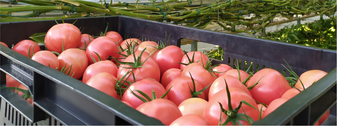 Wnętrze szklarni. Skrzynka z czerwonymi pomidorami malinowymi stoi pod pnączami, na których rosną pomidory.