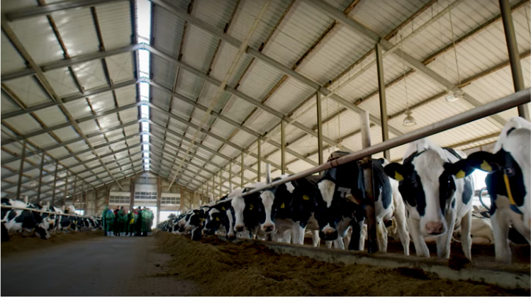 Zdjęcie wnętrza obory, w której stoją krowy. W tle widać grupę stojących ludzi.