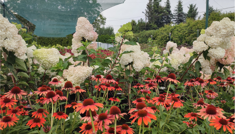 Pochmurny dzień. Na zdjęciu widoczne są z bliska białe i czerwone kwiaty w gospodarstwie Państwa Grzechowiaków.