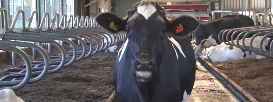 Wnętrze hali. Krowa stoi na ścieżce między stanowiskami dla krów.