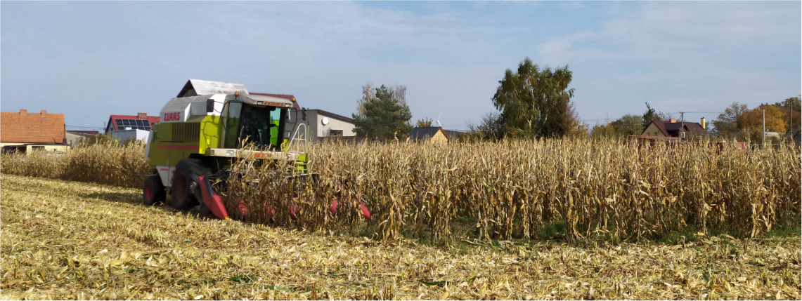 Słoneczny dzień. Po polu jedzie zielony kombajn, który kosi uprawę kukurydzy.