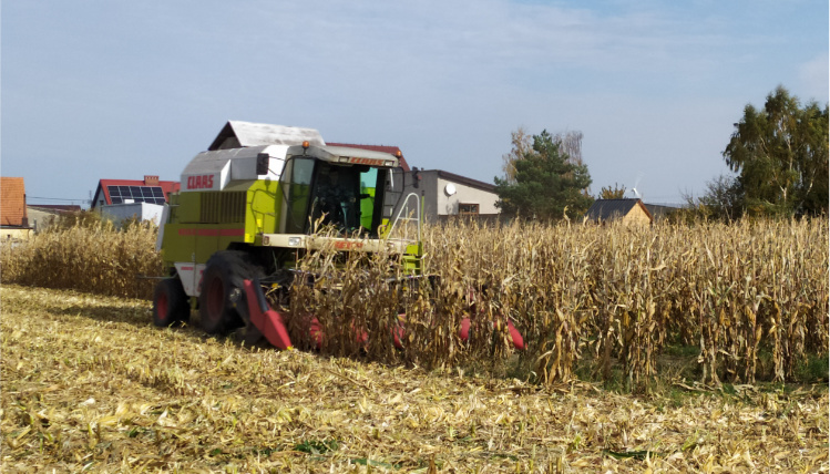 Słoneczny dzień. Po polu jedzie zielony kombajn, który kosi uprawę kukurydzy.