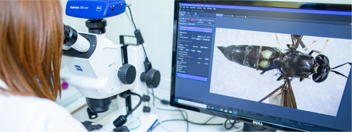 Laboratorium. Przy biurku siedzi kobieta ubrana w biały kitel i spogląda przez mikroskop. Na monitorze stojącym obok wyświetla się podgląd na badany okaz. Jest to skrzydlaty owad.