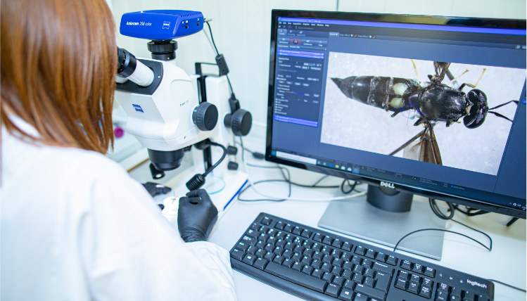 Laboratorium. Przy biurku siedzi kobieta ubrana w biały kitel i spogląda przez mikroskop. Na monitorze stojącym obok wyświetla się podgląd na badany okaz. Jest to skrzydlaty owad.