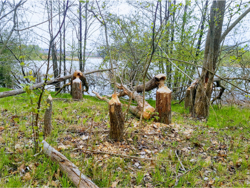 W lesie przy zbiorniku wodnym rosną drzewa. Niektóre są przegryzione przez bobry.
