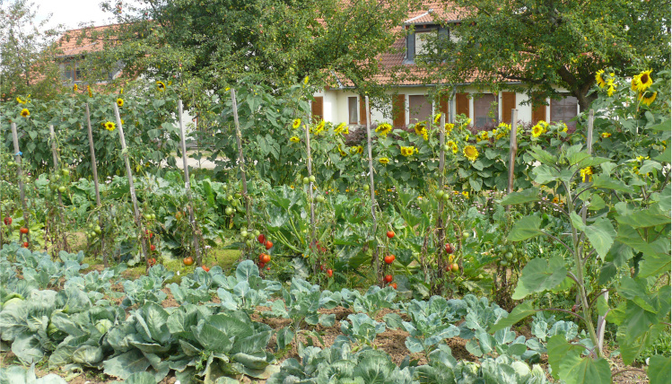 Ogródek z warzywami przed domem. Gęsto posadzone rośliny zapełniają całe dostępną przestrzeń. Widać pomidory i słoneczniki.