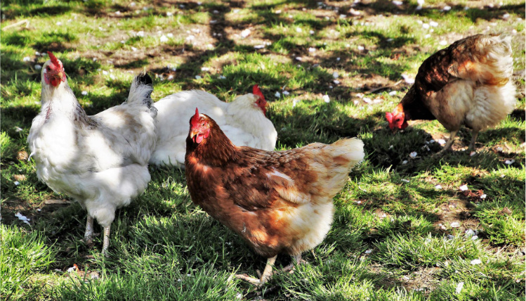 Na trawie znajdują się cztery kury - dwie brązowe i dwie białe. Stoją w cieniu.