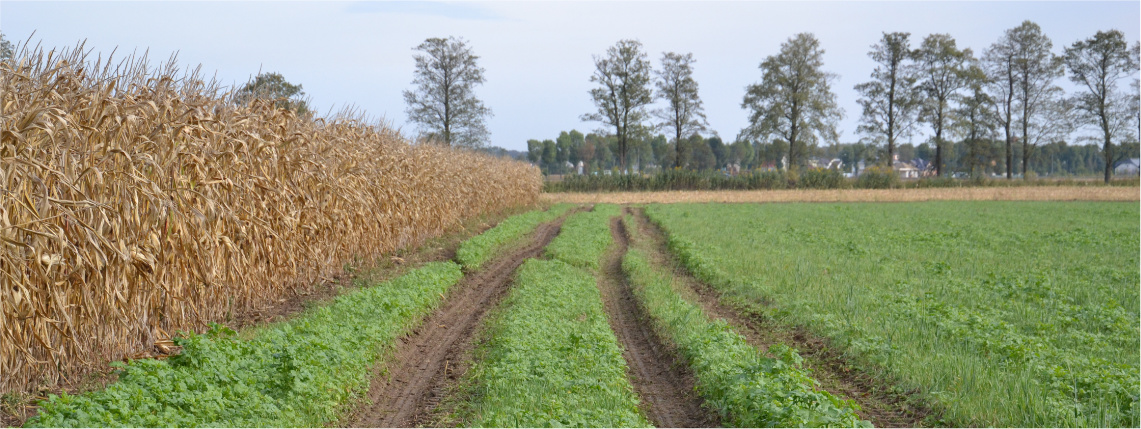 Zielone pole, przez które biegnie ścieżka powstała w wyniku przejazdu maszyny rolniczej. Po prawej stronie rośnie zboże. W tle widać drzewa.