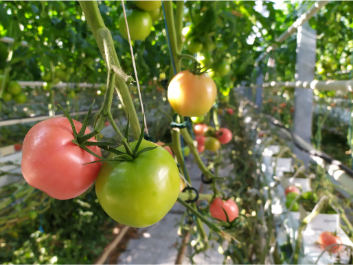 Szklarnia z pomidorami. Zbliżenie na gałązkę, na której rosną dwa pomidory. Jeden jest czerwony, a drugi zielony. W tle widać pozostałe pnącza.