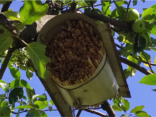 Na gałęzi drzewa wiszą związane wiązki trzcinowe, które stanowią dom dla pszczół murarek.