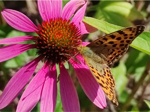 Na różowym kwiatku siedzi motyl. Jego skrzydła są koloru pomarańczowego z brązowymi plamkami.