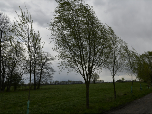 Wysokie i wąskie drzewa rosną przy drodze. Są przechylone w lewą stronę przez wiejący wiatr. W tle widać pole.