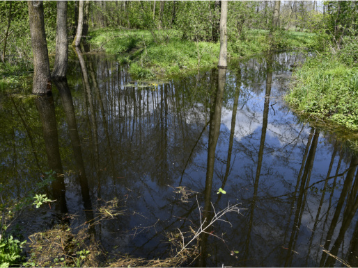 Większość kadru wypełnia woda zebrana w kanale melioracyjnym w środku lasu. Wokół niej widać ziemię pokrytą trawą oraz pnie drzew.