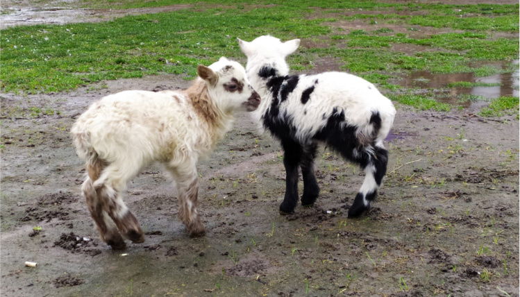 W błocie na podwórku stoją dwie małe kozy. Jedna biała, a druga biało-czarna.