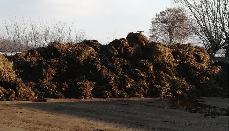 Dyrektywa azotanowa określa terminy i sposoby stosowania nawozów Na podwórku leży stos obornika. W tle widać drzewa bez liści.