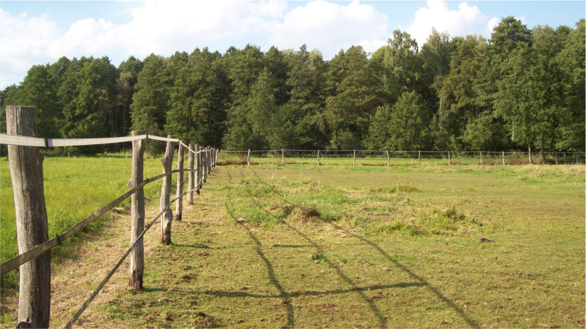 Pastwisko ogrodzone drewnianym płotem. Na ziemi rośnie trawa, a tle widać las.