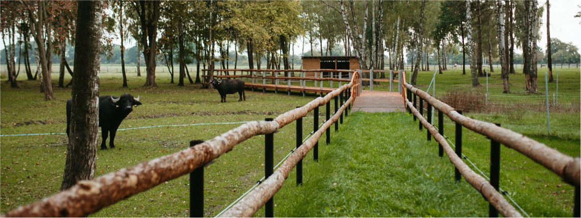 Zagroda Szczęśliwych Zwierząt najlepsza w Wielkopolsce Szerokie ujęcie na pastwisko ze ścieżką wytyczoną drewnianym płotem. Obok płotu są bawoły. Na końcu ścieżki jest drewniany domek, a dalej las.