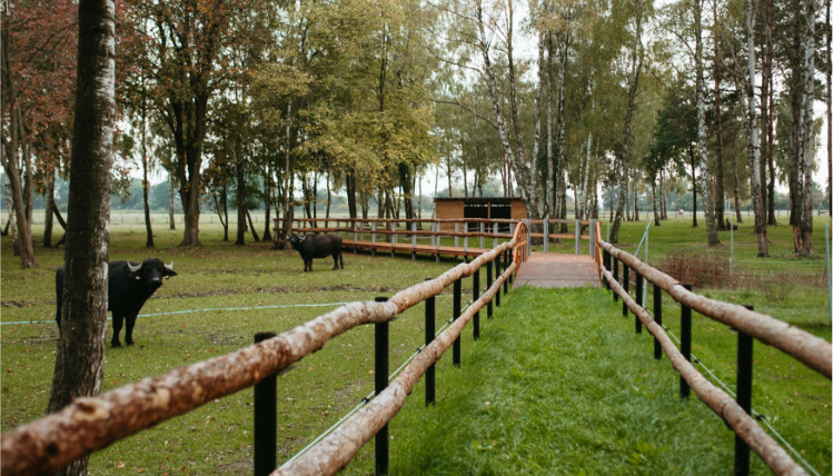 Zagroda Szczęśliwych Zwierząt najlepsza w Wielkopolsce Szerokie ujęcie na pastwisko ze ścieżką wytyczoną drewnianym płotem. Obok płotu są bawoły. Na końcu ścieżki jest drewniany domek, a dalej las.