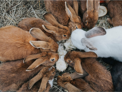 Widok od góry na stadko królików, które wspólnie jedzą. Wszystkie są brązowe, tylko jeden ma białą sierść.