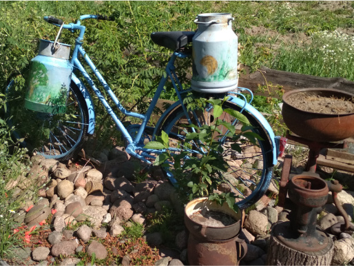 Stary niebieski rower, do którego przyczepione są blaszane dzbanki na mleko, pomalowane farbami. Dookoła jest trawa, kamienie oraz inne metalowe przedmioty.