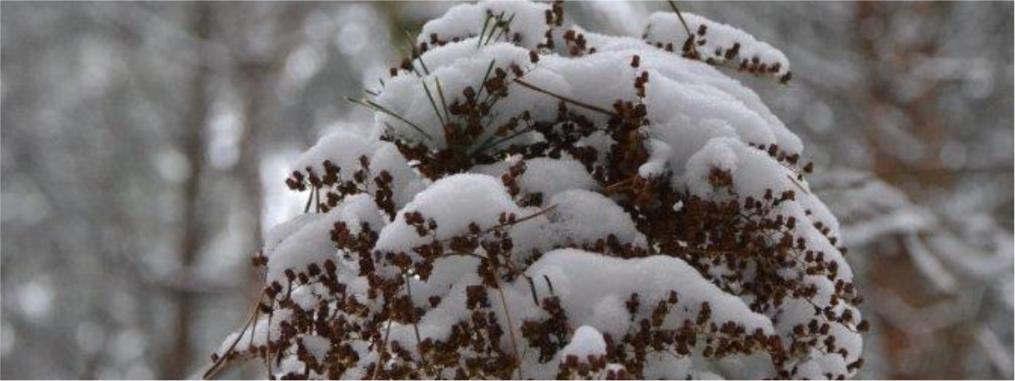 Zbliżenie na gałązkę z małymi szypułkami, która pokryta jest warstwą śniegu.