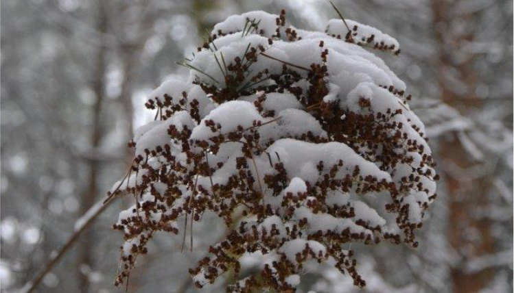 Zbliżenie na gałązkę z małymi szypułkami, która pokryta jest warstwą śniegu.