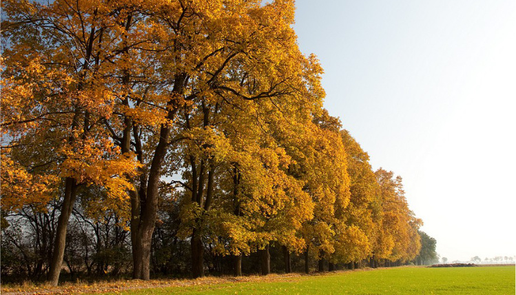 Skraj lasu, z drzewami pokrytymi żółtymi, jesiennymi liśćmi.