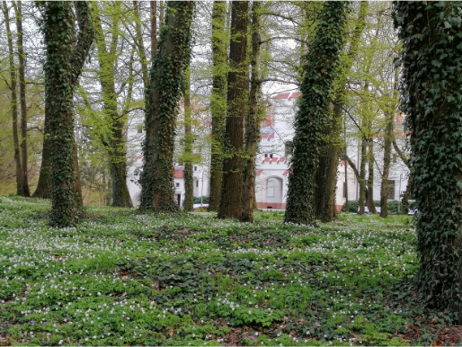 Zieleń i drzewa przed pałacem w parku Radolińskich. W trawie rosną zawilce gajowe z białymi kwiatkami.