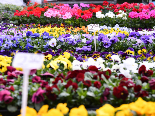 Rzędy kolorowych kwiatów rabatowych. Pośród nich stoją tabliczki z ceną.