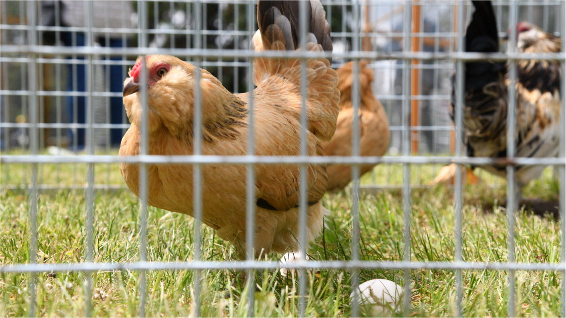 W klatce na trawie jest brązowa kura, obok niej leżą dwa jajka.