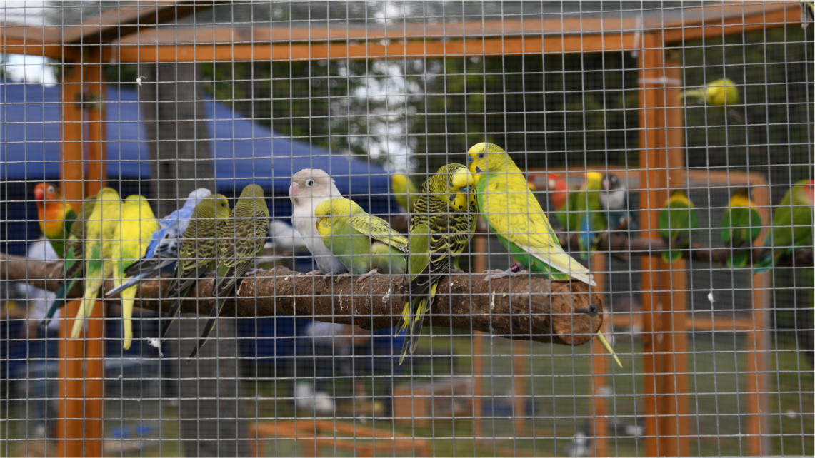 W klatce na gałęzi siedzi kilkanaście papużek.