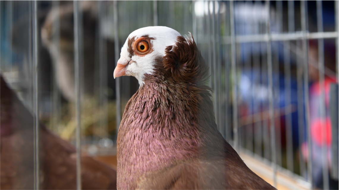 Zbliżenie na głowę brązowego gołębia, który siedzi w klatce.