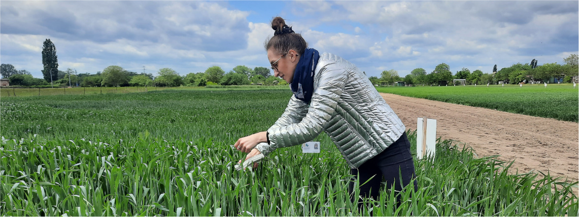 Kobieta stoi w polu pszenicy i dokonuje pomiaru roślin za pomocą urządzenia.