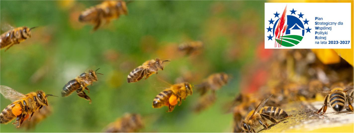 Zdjecie Naglowka: Rój lecących pszczół