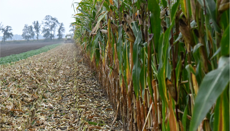 Pole kukurydzy, po części już ze ściętą uprawą. 