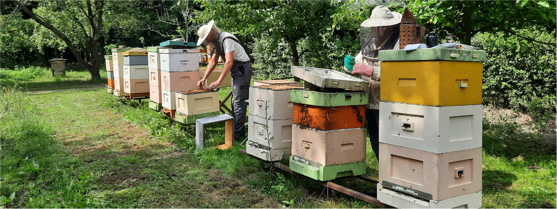 Pasieka. Przy ulach stoi dwóch pszczelarzy w kapeluszach ochronnych i pracują przy pszczołach. Dookoła jest zieleń. 
