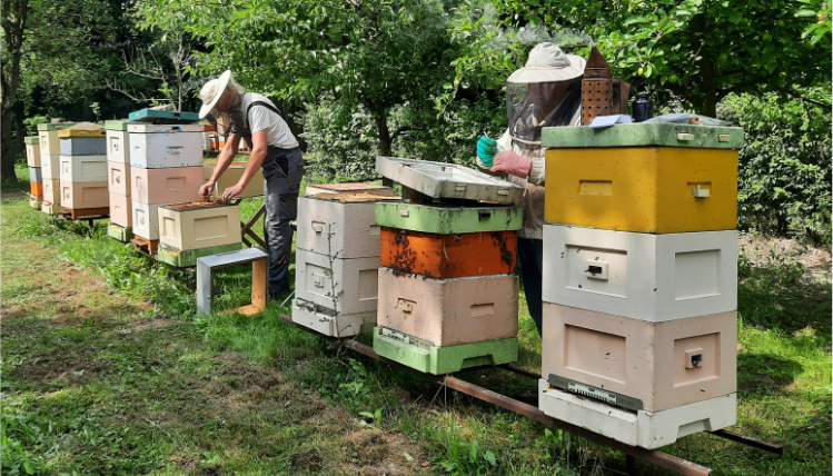 Pasieka. Przy ulach stoi dwóch pszczelarzy w kapeluszach ochronnych i pracują przy pszczołach. Dookoła jest zieleń. 