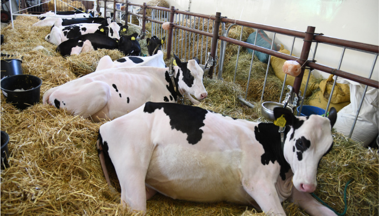 Krowy leżące na sianie w stodole
