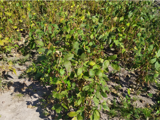 Zbliżenie na rosnące zielone łodygi i liście soi.