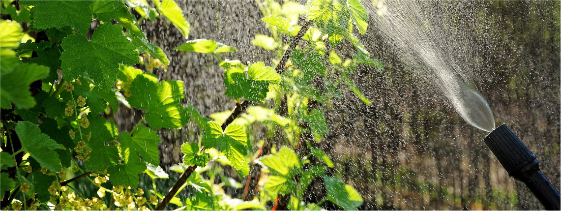 Zasady bezpieczeństwa podczas stosowania środków ochrony roślin (zdjęcie Pixabay) Zbliżenie na oprysk z węża na zielone liście rośliny.