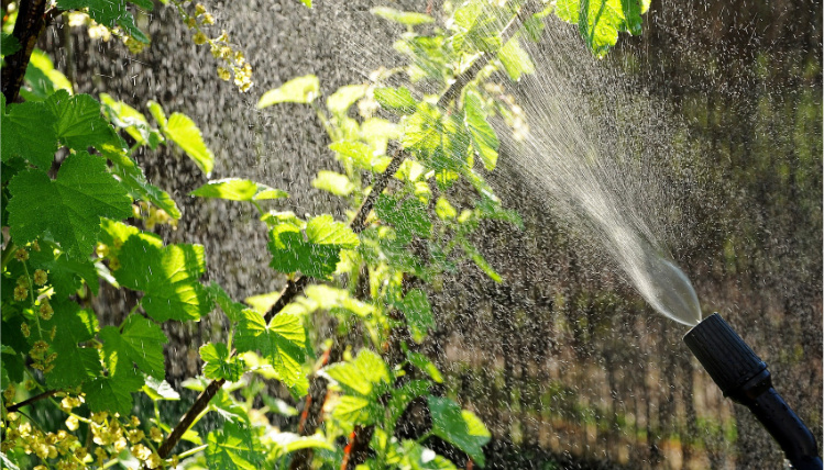 Zbliżenie na oprysk z węża na zielone liście rośliny.