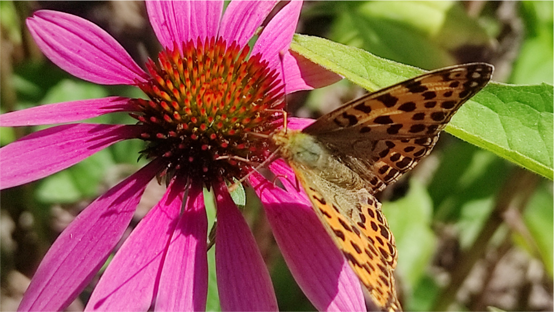 Jeżówka purpurowa zadba o odporność Motyl na jeżówce