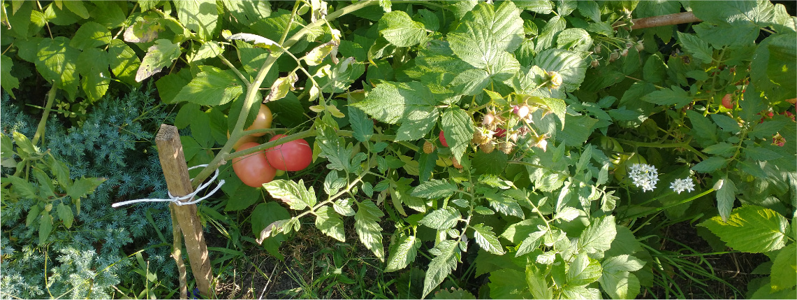 Zdjęcie krzaczka z pomidorami w przydomowym ogródku